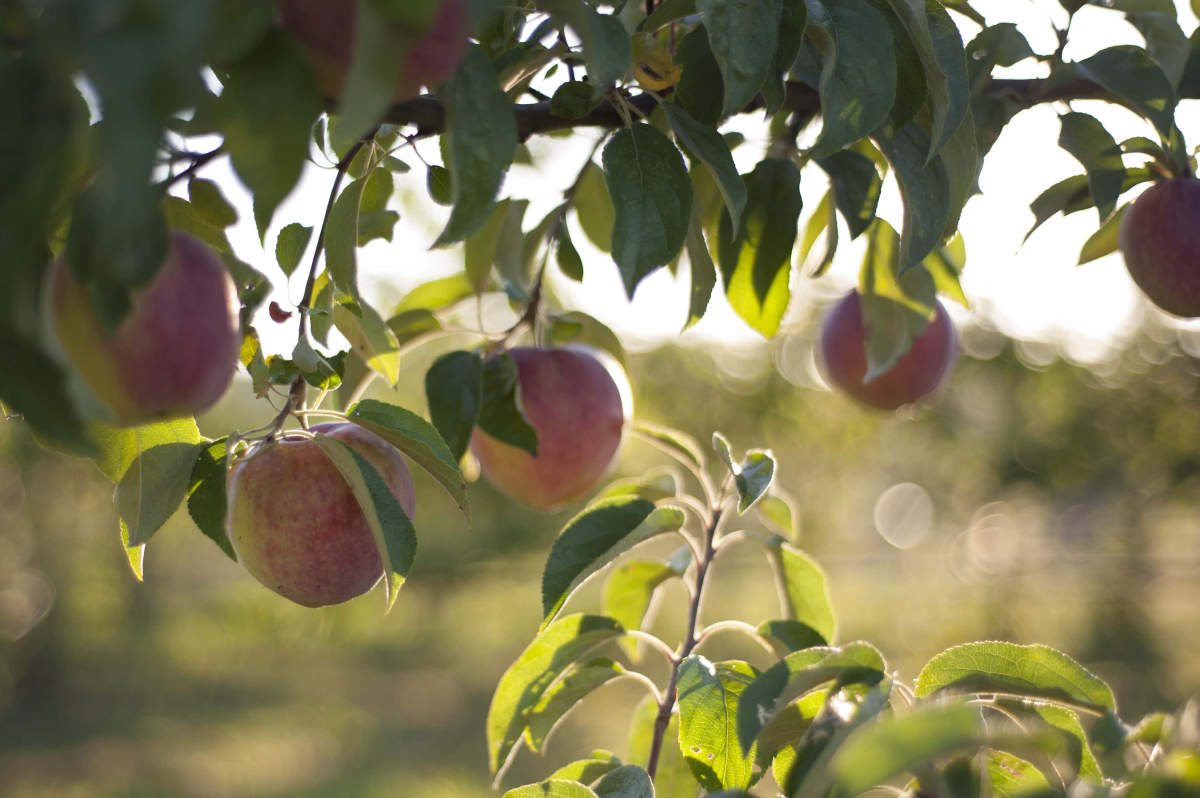 Olympic Peninsula Apple & Cider Festival The Production Alliance